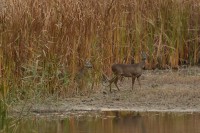 /album/galerie-de-photos-page-daccueil3/a2017-11-10-chavornay-169-jpg/